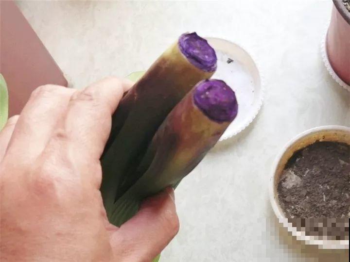 烂根的君子兰砍一刀，放在木屑盆里，蹭蹭长出大白根！