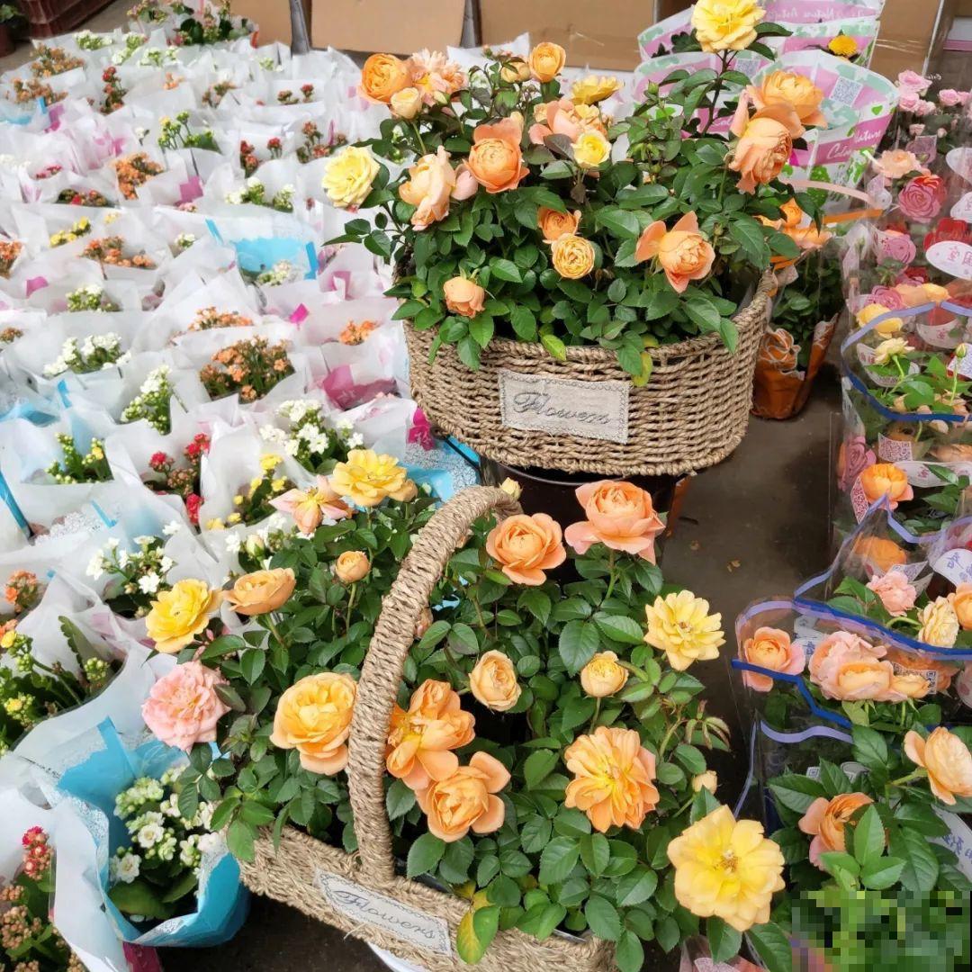 9月份逛花市，这花最好看、最好养，放心抱回家！