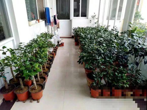 这花在北方不好养，买一盆死一盆，真愁人