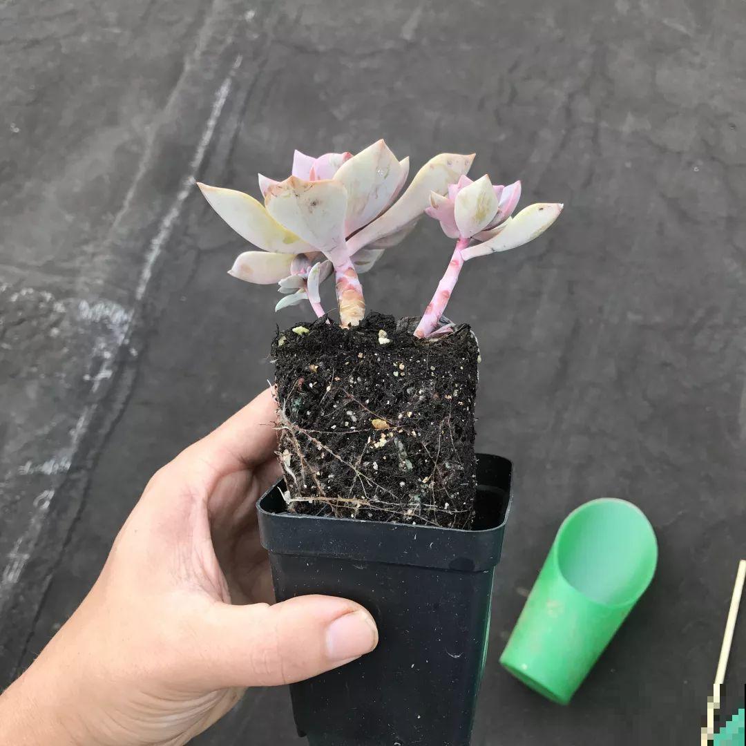 换盆时机到了，有这花赶紧换，叶子疯长猛开花！
