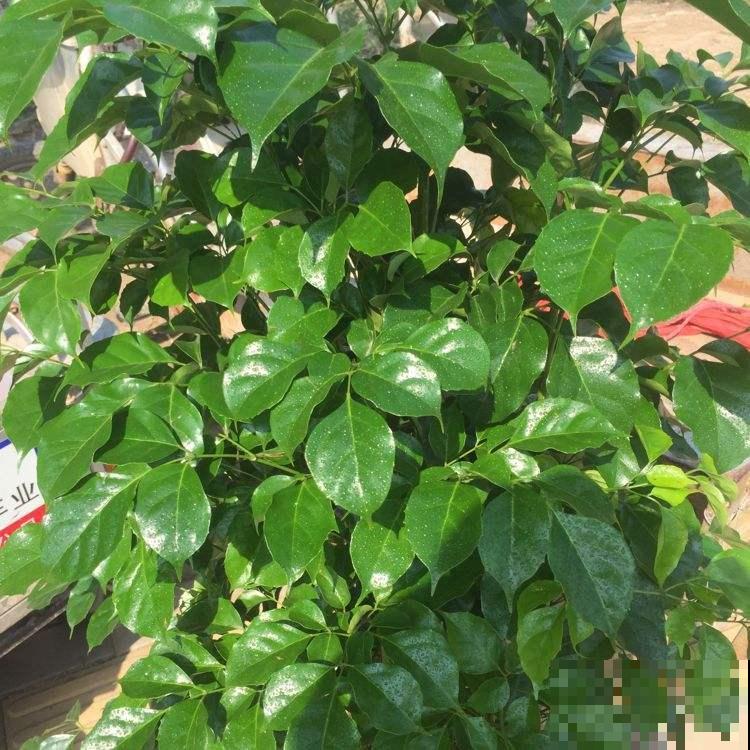 家有幸福树，这么养护枝繁叶茂幸福来，吉祥极了！