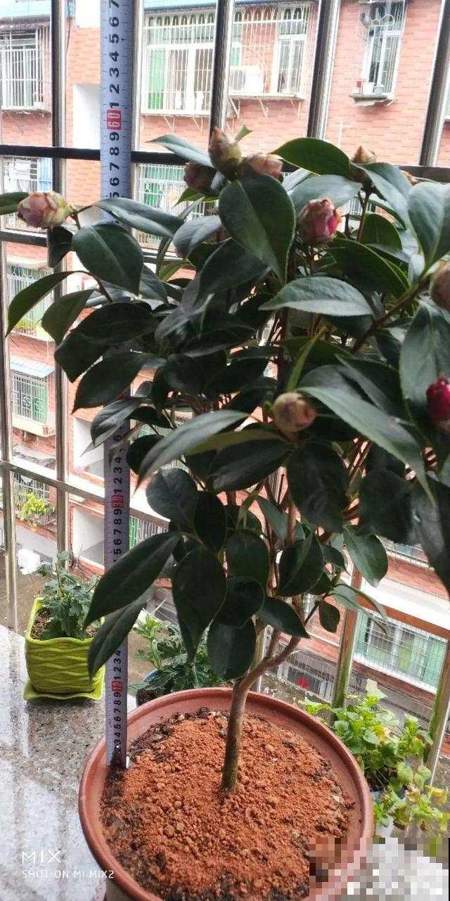 这花在北方不好养，买一盆死一盆，真愁人