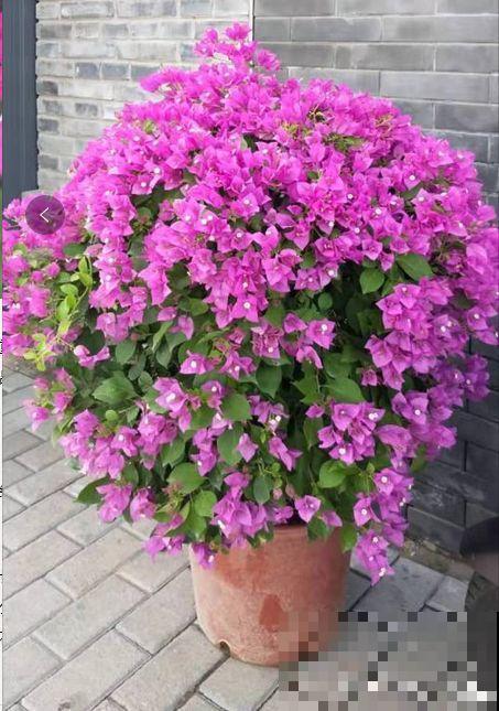 三角梅不开花？旱它15天，花苞蹭蹭往外冒！