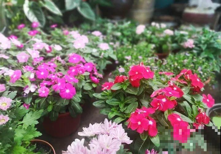 这10种花，看一眼就爱上，逛花市怎么能不买一盆！