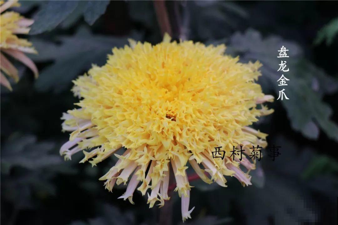 秋天啥花都可以不养，唯独这1种，100盆都不嫌多！