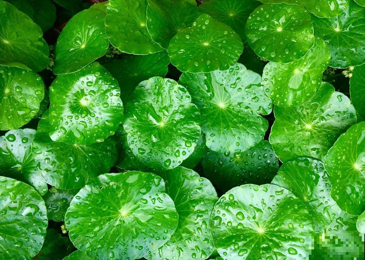 3种水培植物冬天养，换换水，省去养花不少麻烦事！