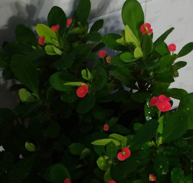 这花真好养，注意这4点，疯长狂开花！