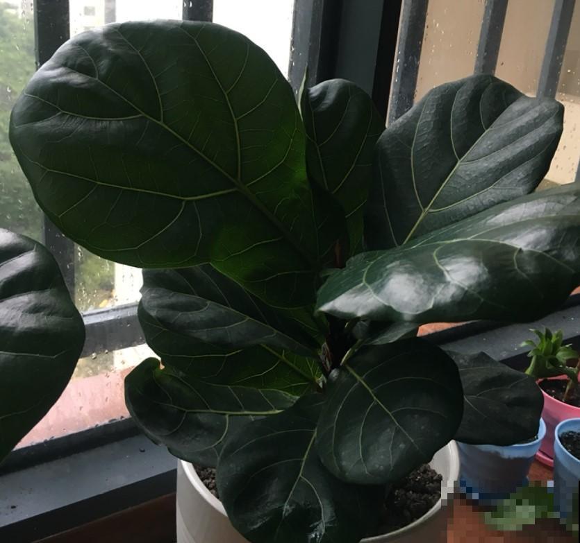 植物也是需要适应环境，注意几点，呼呼长叶子不在话下！