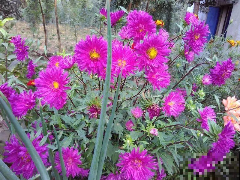 9月，这6种菊花最受欢迎，开花又密又多，摆哪里都是花园！