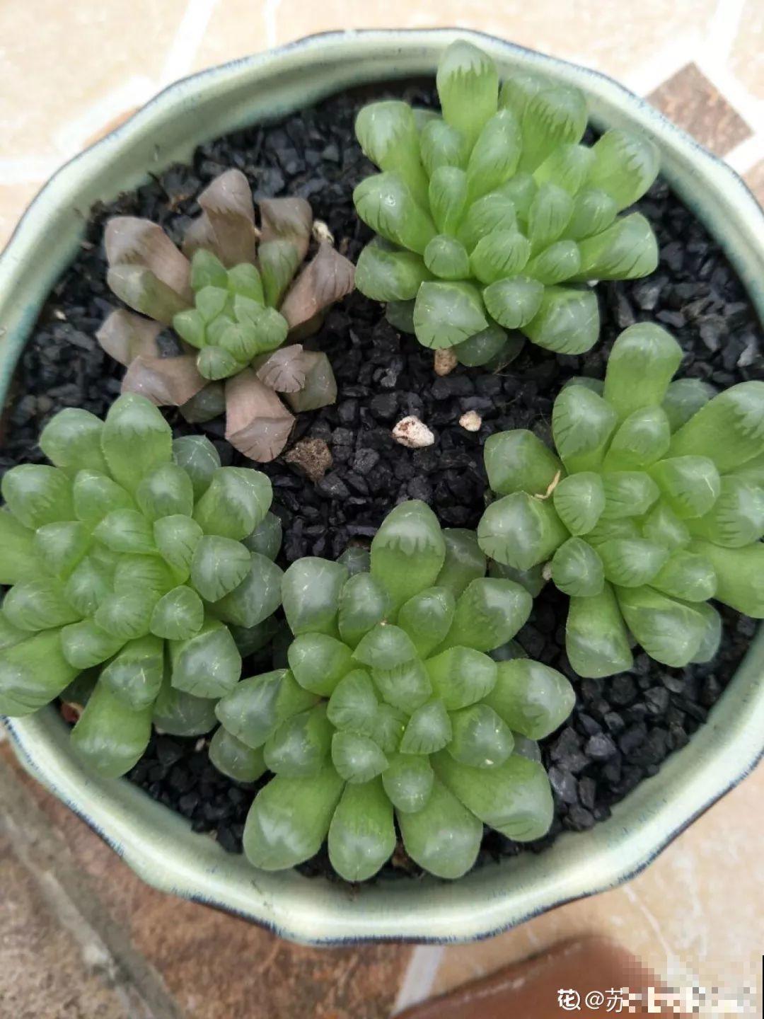 多肉叶子干巴巴？赶紧扣个塑料瓶，立马胖得水灵灵！
