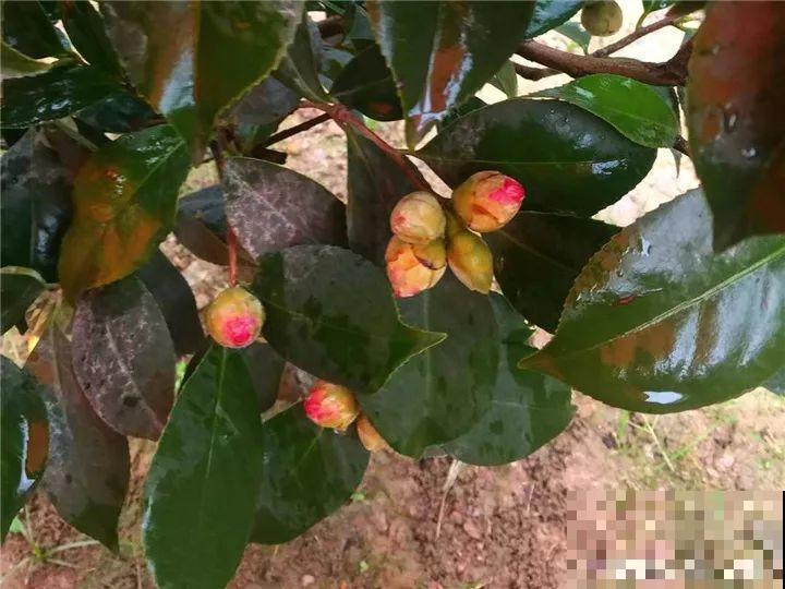 这花就是慢性子，开花都要人催，叶子该掐就得掐！
