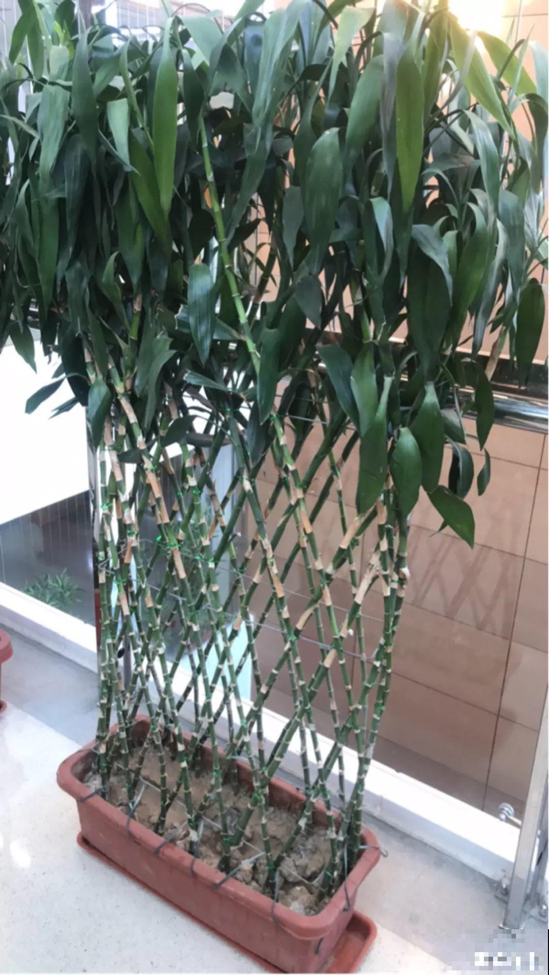 5种寓意超好的花，没有院子也能养，叶子油绿一年比一年茂盛！