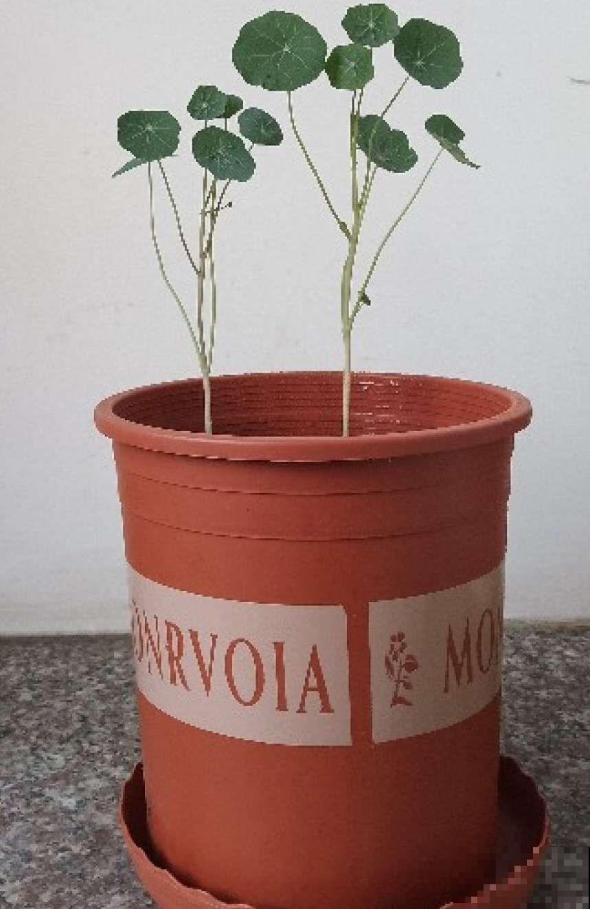 叶子像铜钱草的花，年年爆成大花球，春秋两季都在开！