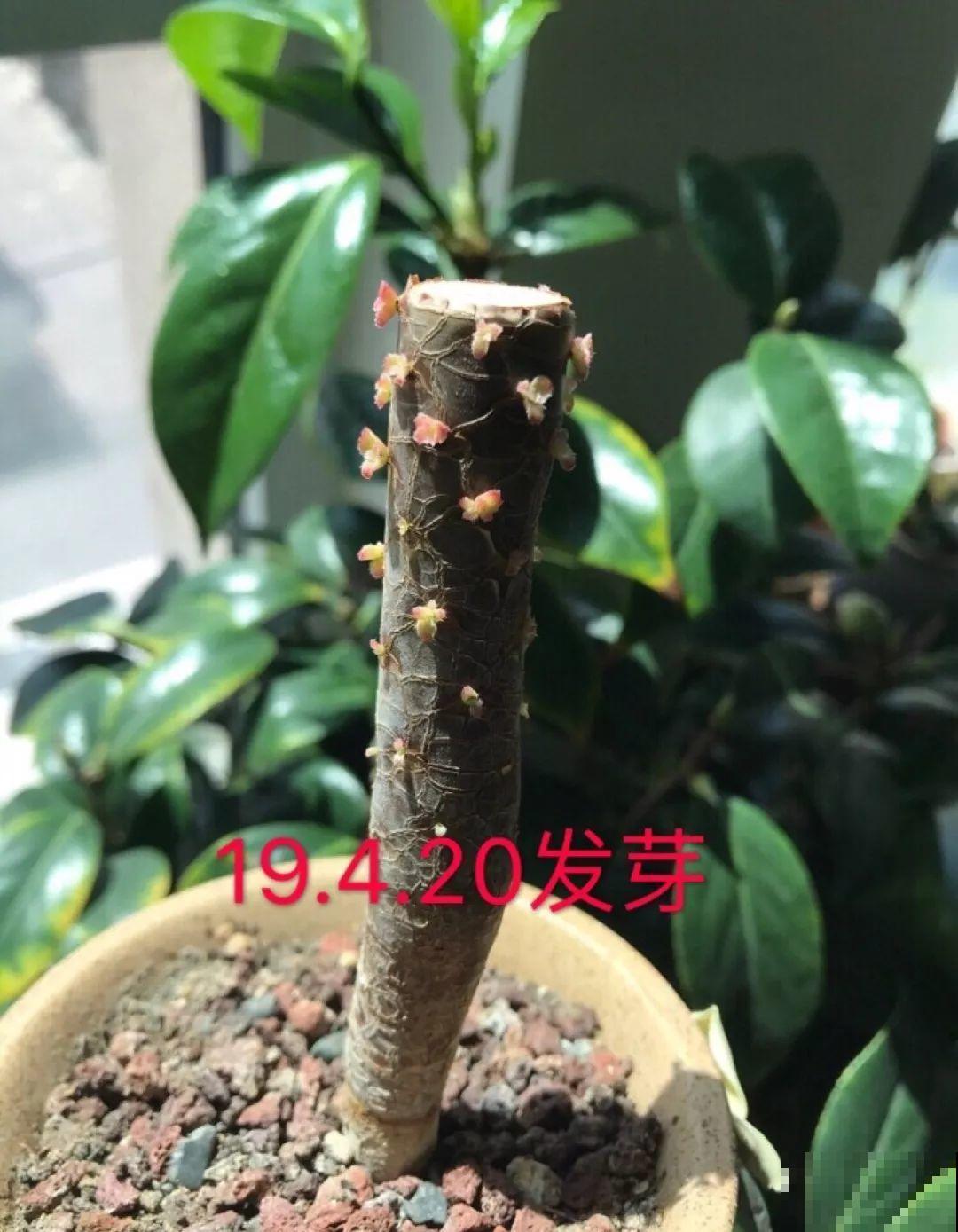 趁着天凉快，给多肉砍一刀，太阳一晒冒出满头芽！