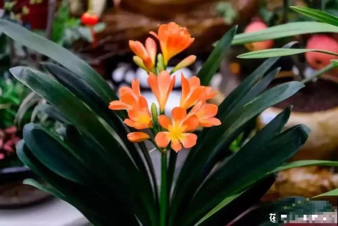 秋天给这花换盆，少了这一步，还不如不换