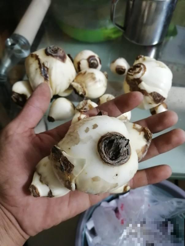秋季种球养护有讲究，这几点一定做到，否则球根烂掉可别哭！