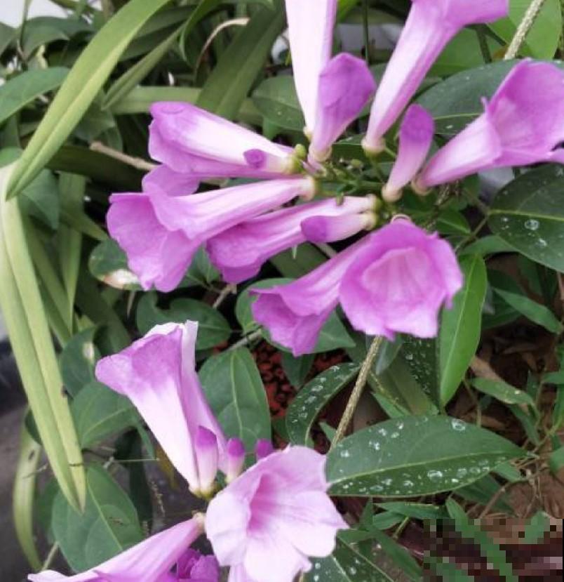 “开花机器”蒜香藤，养在自家阳台，开花数量数不过来！