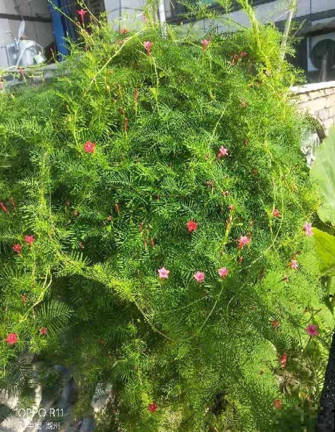 秋天撒把种子，5天出芽2个月开花，呼呼爬成一面墙！