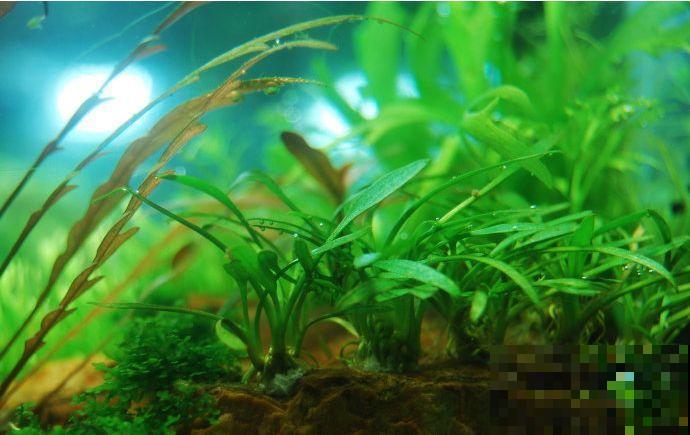 比铜钱草好看百倍的花，7天爆满一大缸，多到家里堆不下！