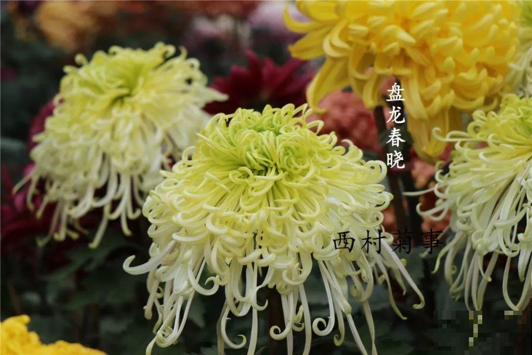 秋天啥花都可以不养，唯独这1种，100盆都不嫌多！
