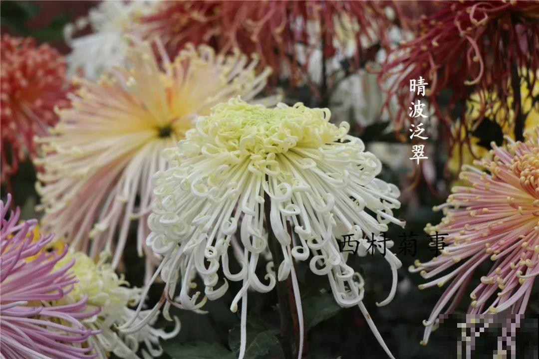 秋天啥花都可以不养，唯独这1种，100盆都不嫌多！