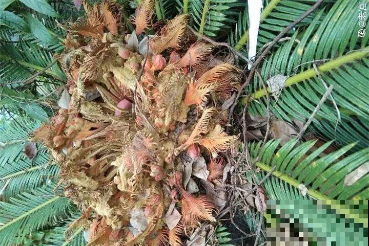 路边银杏摘个果，回家一处理，变成阳台小盆栽！