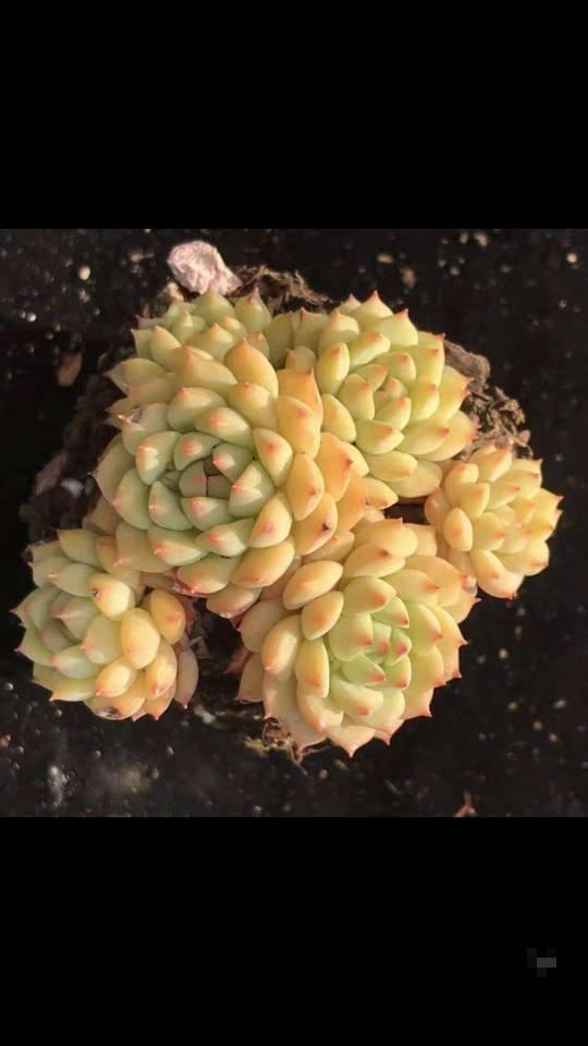 养花注意小技巧，叶子油绿不脱落，冬天也能枝繁叶茂！