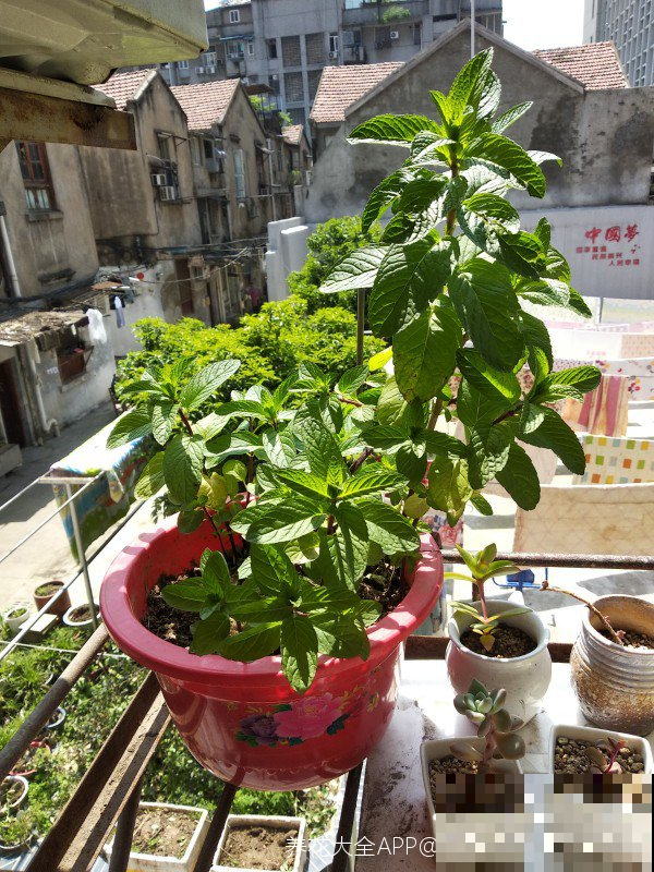 初秋这么养薄荷，一棵就窜成清凉小树，嫩叶够一层楼泡茶喝！