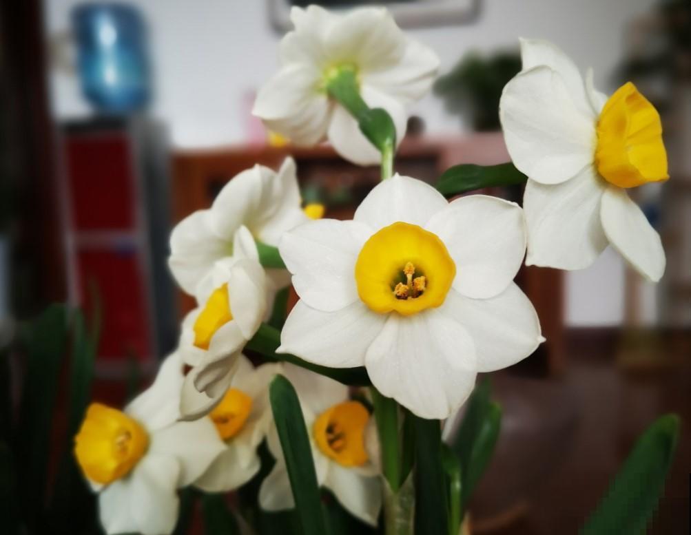 水培的水仙花，注意这几点，开花开到爆盆！