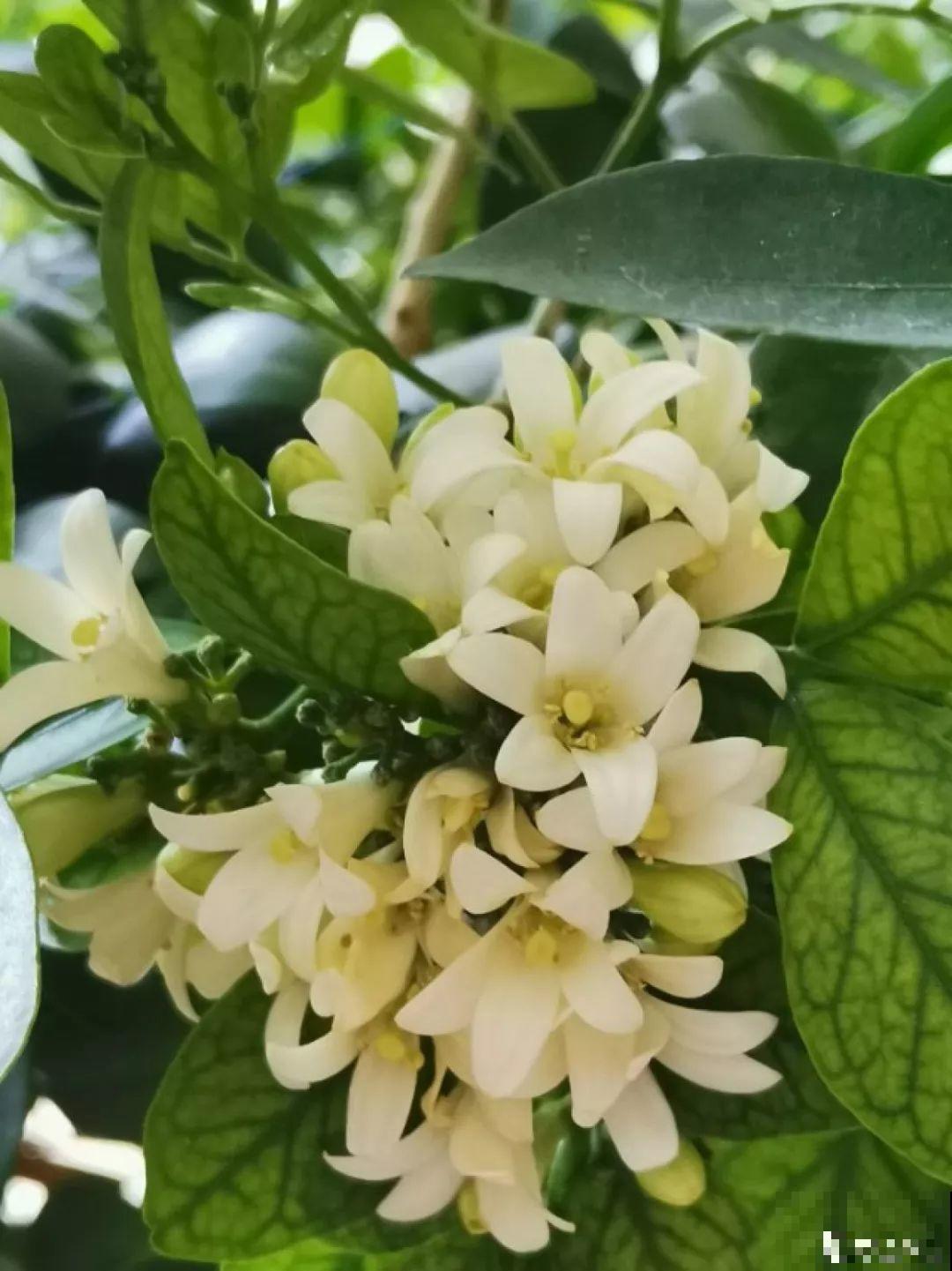5种香水花，一间房摆一盆，满屋子都是香味！
