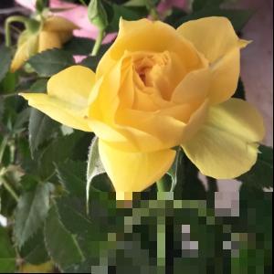 选花的标准仅仅是好看？等你买回家就后悔，现在改变主意还来得及