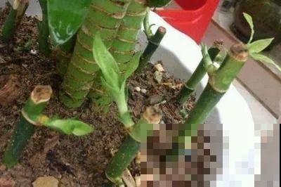 这6种寓意好的花，剪根枝就能活，摆在家里超养眼！