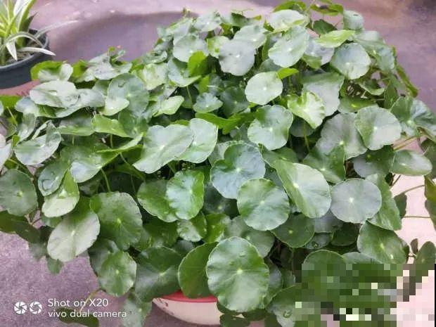 给花换个时髦养法，天天浇水都不怕，养10年都没问题！