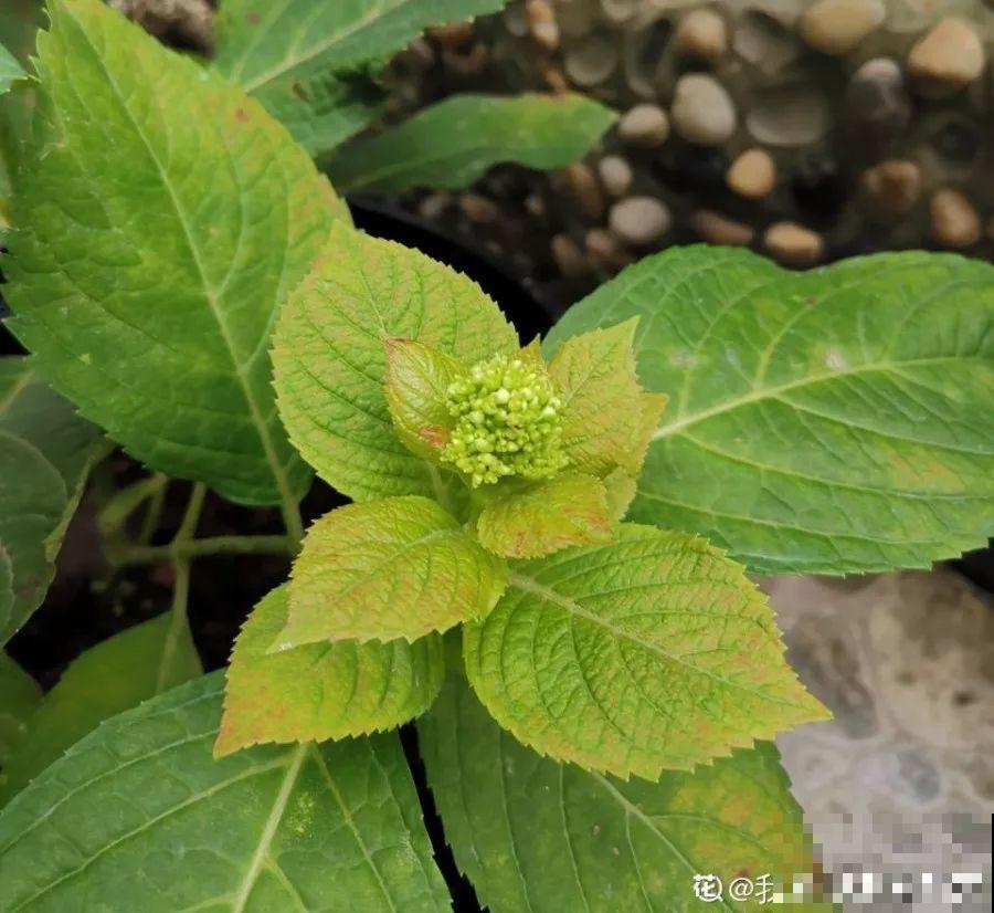 家里的花越长越小，再不贴点膘，怎么看都没精神！