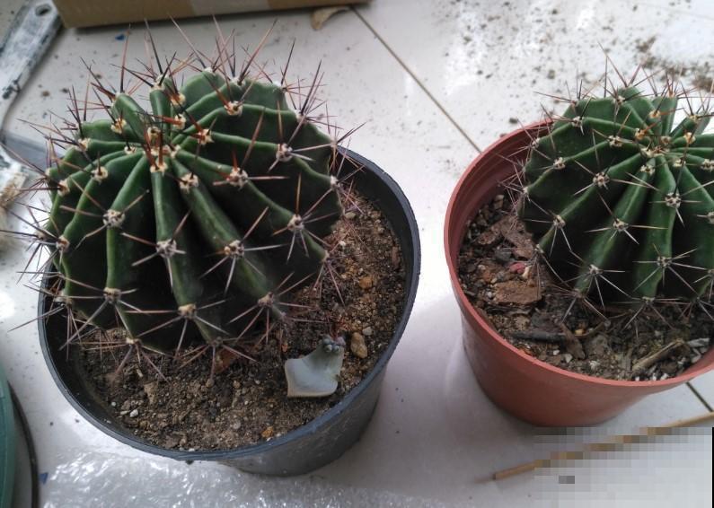 掰个仙人球小侧芽，这样扦插，长得圆又胖！