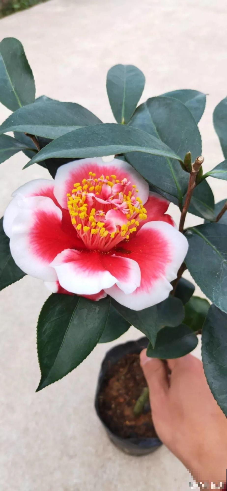 这花一开，赛过所有香水，花苞摘一摘还能泡水喝！