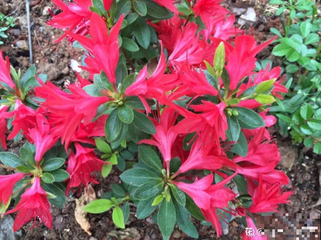 月季盆里加点它，花开不断，比地栽长得还壮实！