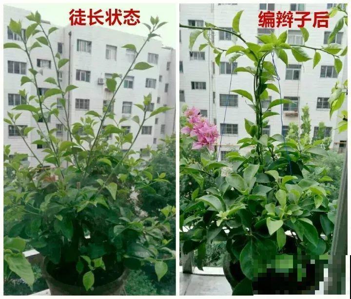 三角梅搞扦插，学会用这神器，1盆变成20盆！