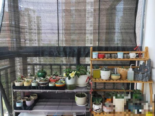 10月养花，这3点没注意，容易把花养死