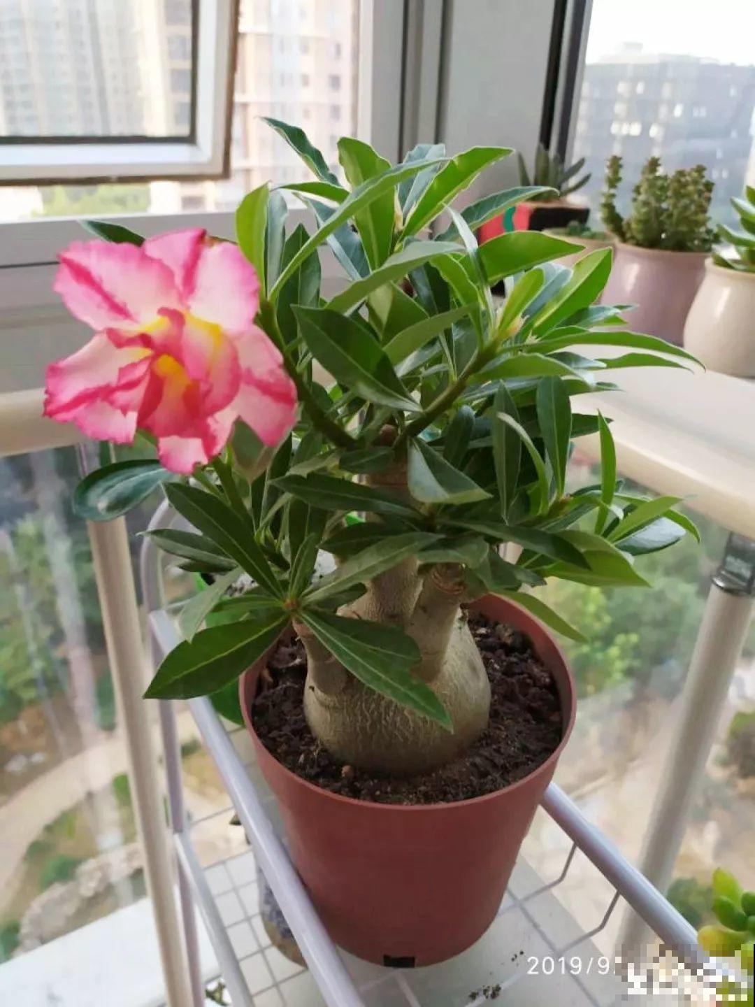 客厅养的耐旱花，30天不浇水，照样精神又气派！
