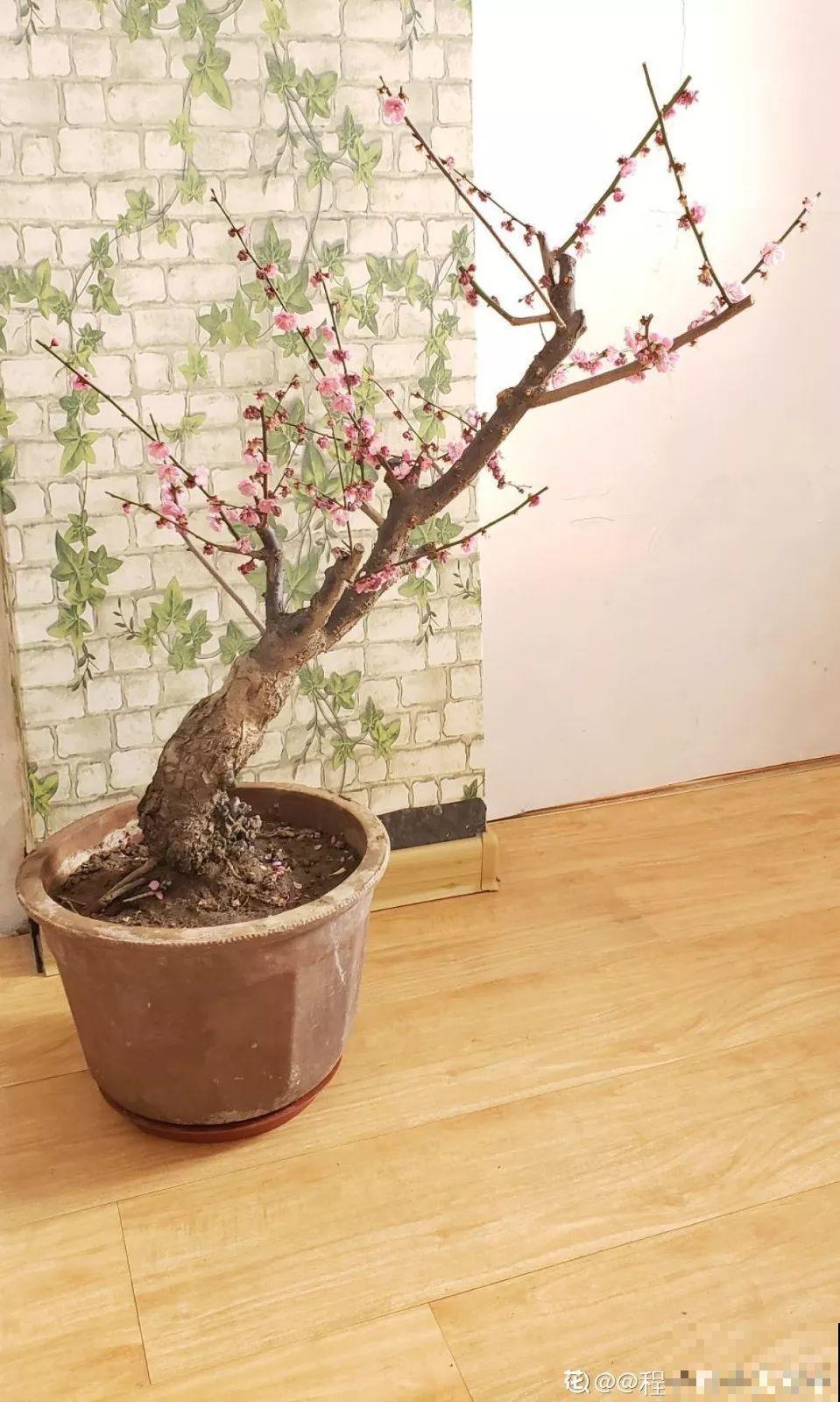 都说这花不吉利，我却种了一大片，越养越上瘾！