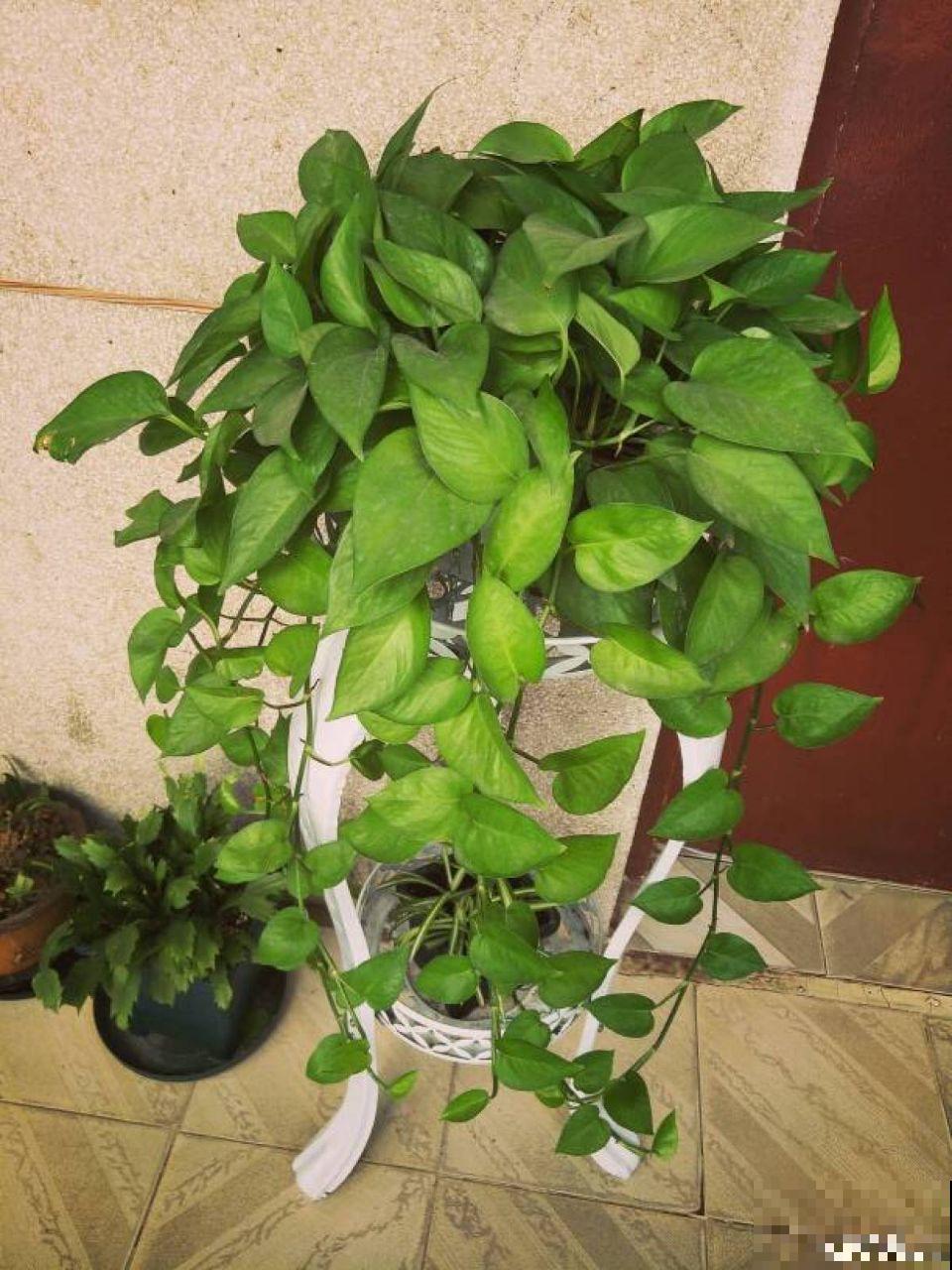 再好养的花也怕冷，放外面一晚上，一不小心变烂草！