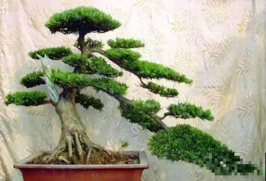 再也别费钱买盆景了，这种高档货山上随便挖，种家里寓意长寿吉祥