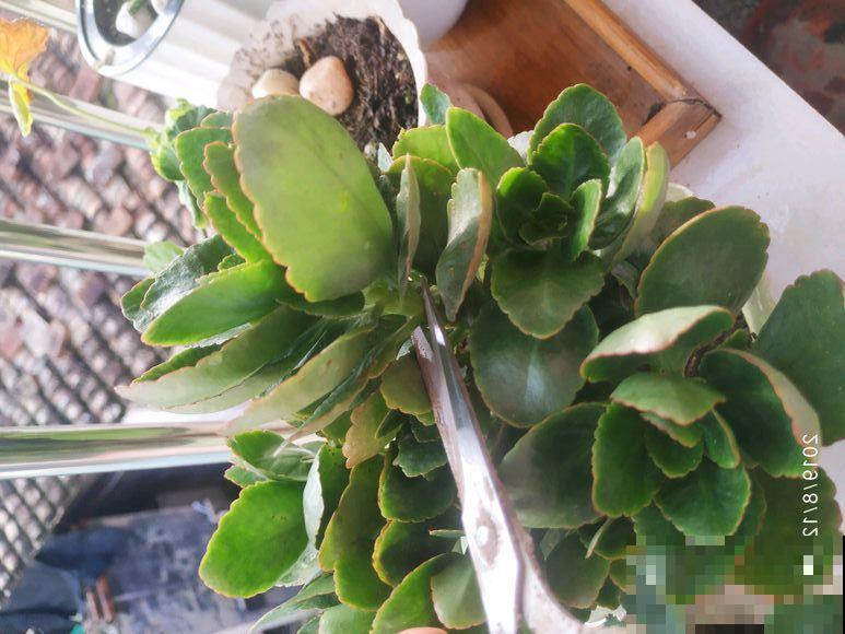 长寿花剪一刀喂点肥，花苞蹭蹭冒，叶子油绿又茂盛！