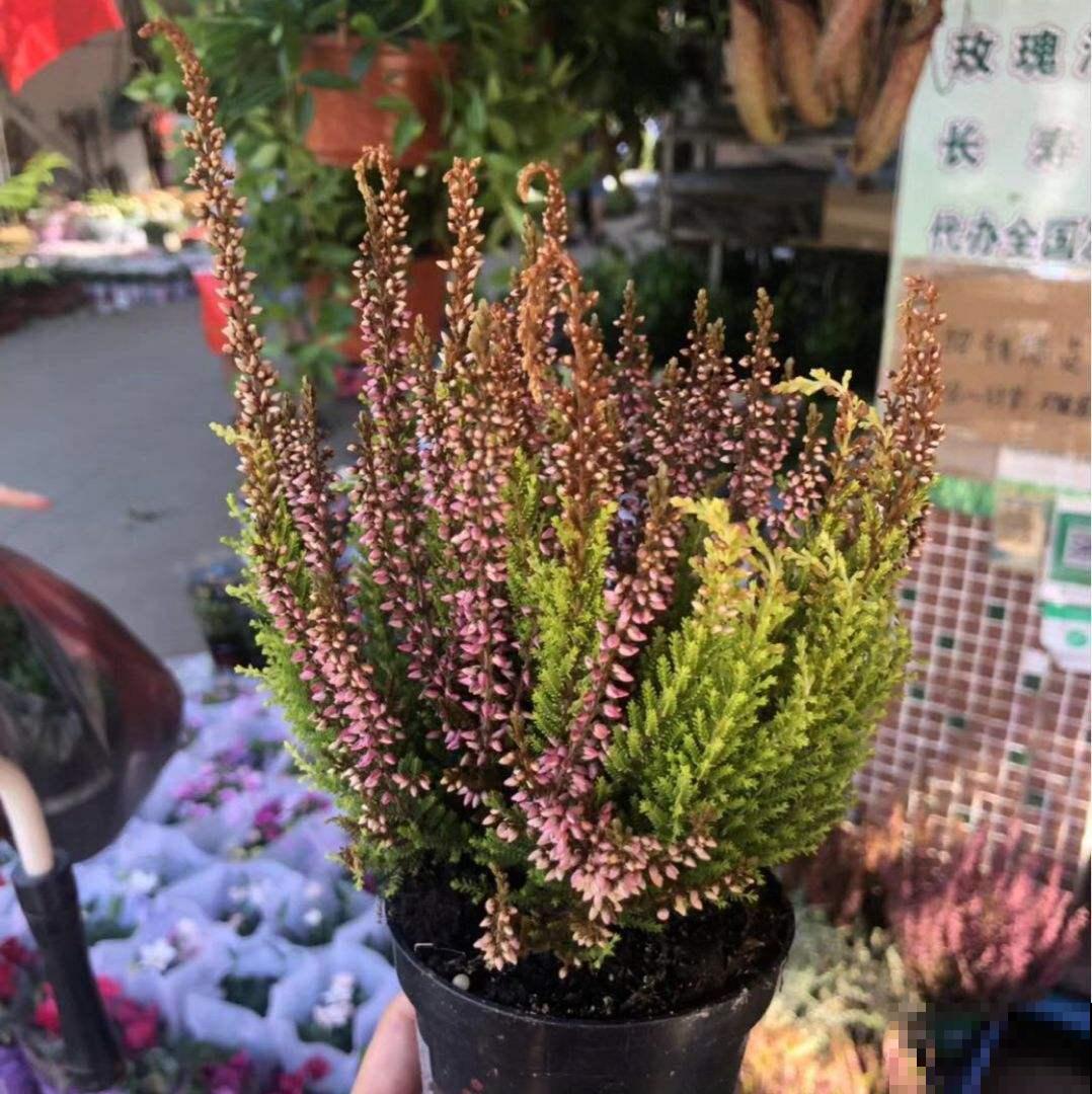 这花太能开了，颜色多样开的多，最关键是花期超长！