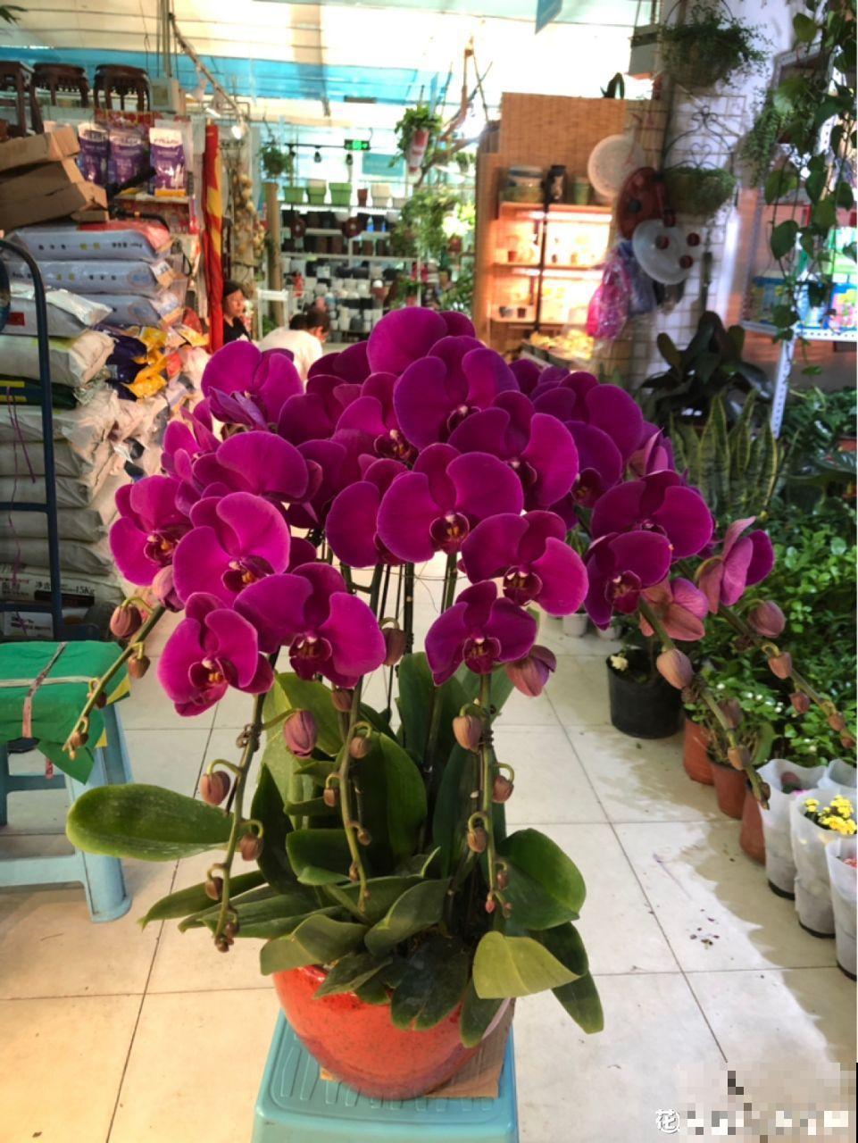 这5种花最怕冷，一降温就容易死，再不管只剩盆！