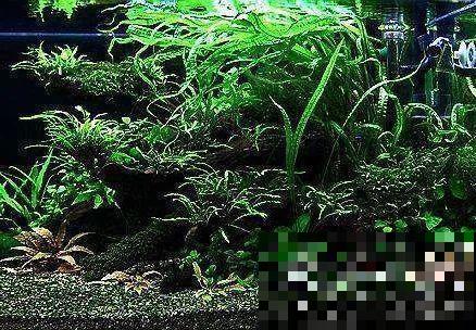 比铜钱草好看百倍的花，7天爆满一大缸，多到家里堆不下！