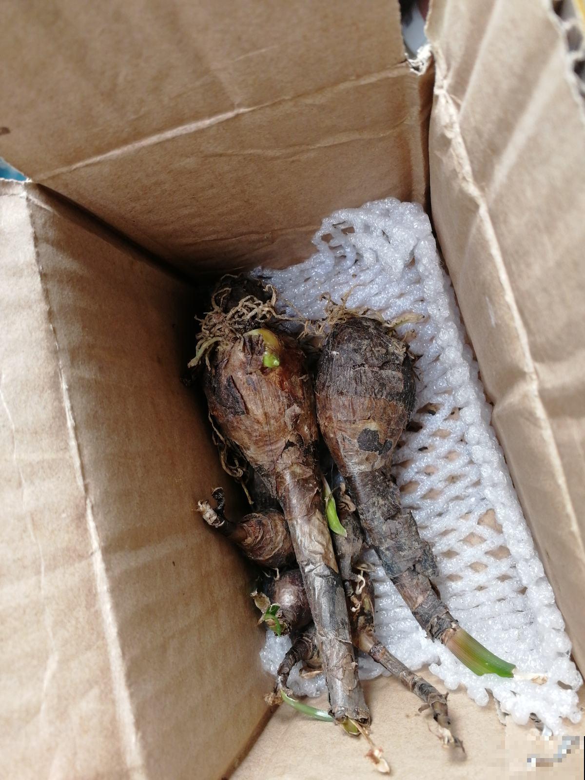 秋季种球养护有讲究，这几点一定做到，否则球根烂掉可别哭！