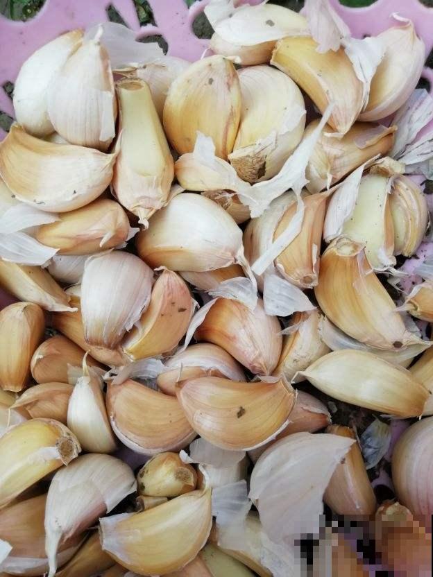 厨房拿棵大蒜扔盆里，几天就能长出小盆栽，而且还能驱虫！