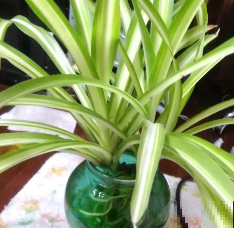 这几种盆栽植物摆在卧室再适合不过了，简单好养，还能装饰卧室！